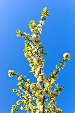 çiçeklenme tree