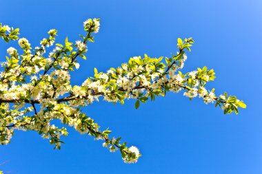 çiçeklenme tree