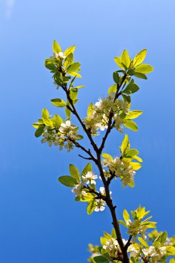 çiçeklenme tree