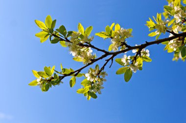 çiçeklenme tree