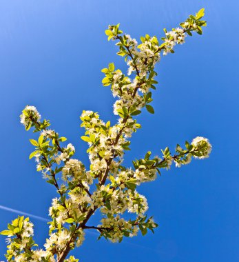 çiçeklenme tree