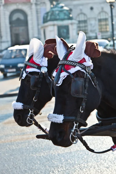 Řidič fiaker je oblečený jako santa claus — Stock fotografie