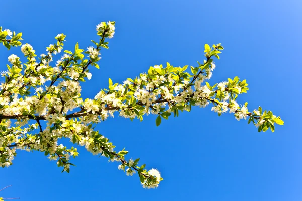 Árvore florescente — Fotografia de Stock