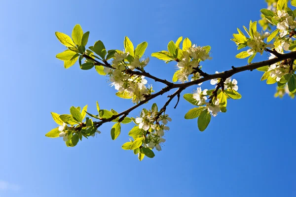Çiçeklenme tree — Stok fotoğraf