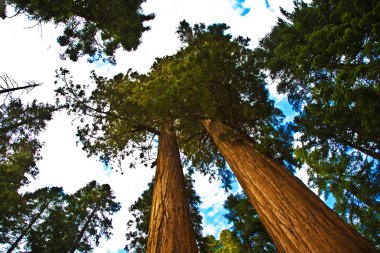 Sequoia Ulusal Parkı ile eski dev Sekoya ağaçları seviyorum redwoods