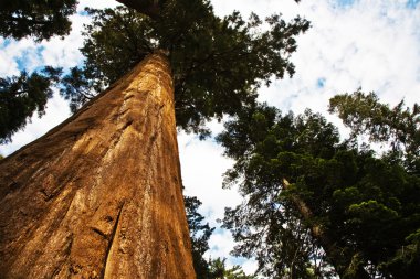 Sequoia national Park with old huge Sequoia trees like redwoods clipart