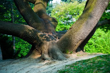 Viyana'da bir parkta ışık büyüleyici içinde meşe ağaçlarının kök