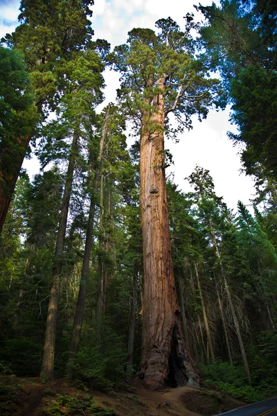 Parco nazionale di Sequoia con vecchi enormi alberi di Sequoia come sequoie — Foto Stock