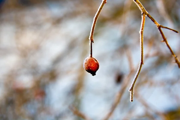 Rose rouge de la hanche avec glace en hiver — Photo
