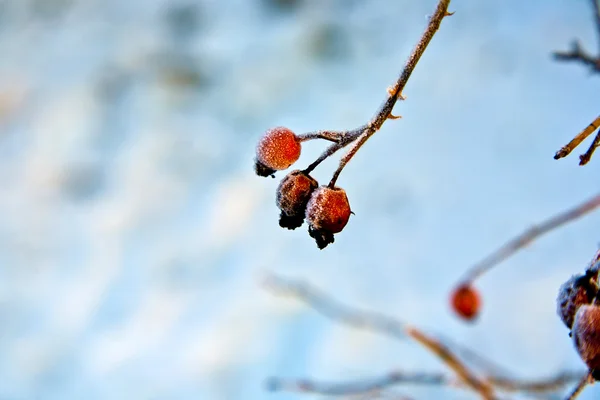 Rosa mosqueta roja con hielo en invierno — Foto de Stock