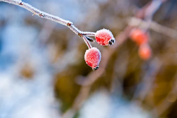 Rote Hagebutte mit Eis im Winter — Stockfoto