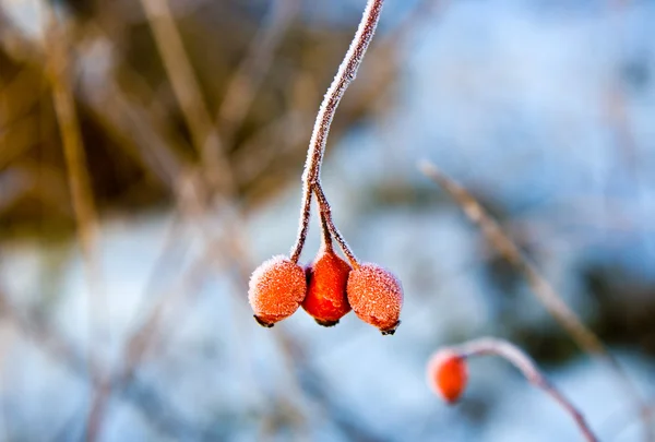 Red rose hip with ice in winter — Stock Photo, Image