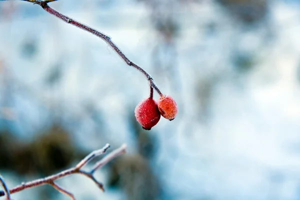 Rosa canina rossa con ghiaccio in inverno — Foto Stock