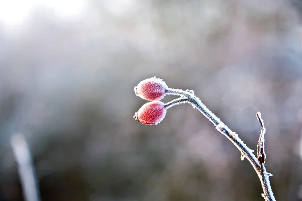 Red rose hip with ice in winter — Stock Photo, Image