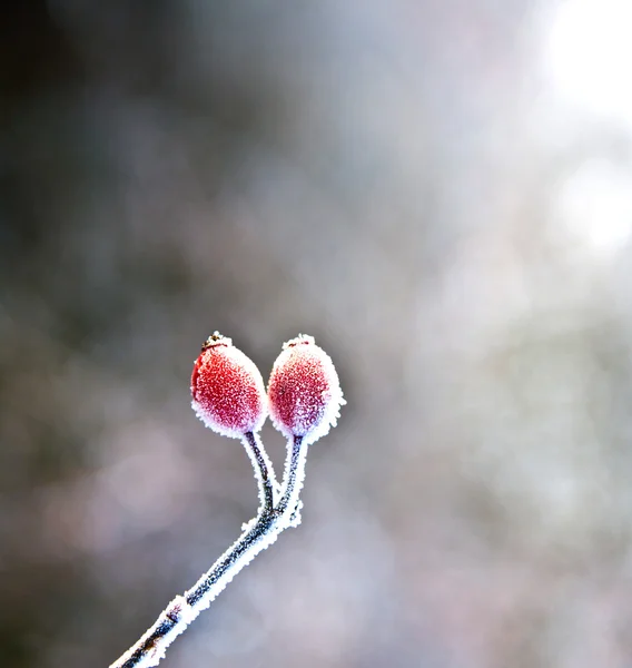 冬の氷の赤いローズ ヒップ — ストック写真