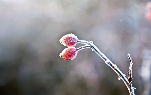 Red rose hip s ledem v zimě — Stock fotografie