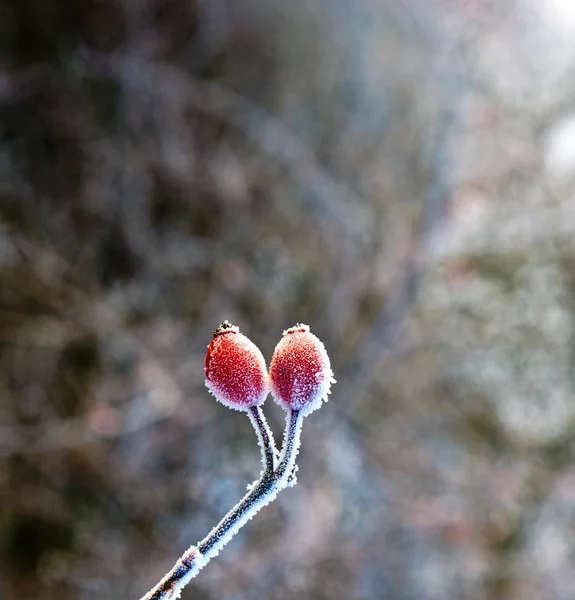Kışın buz ile kırmızı kuşburnu — Stok fotoğraf