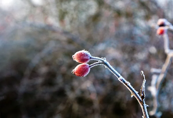 Rosa mosqueta roja con hielo en invierno —  Fotos de Stock