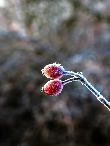 Röda nypon med is på vintern — Stockfoto