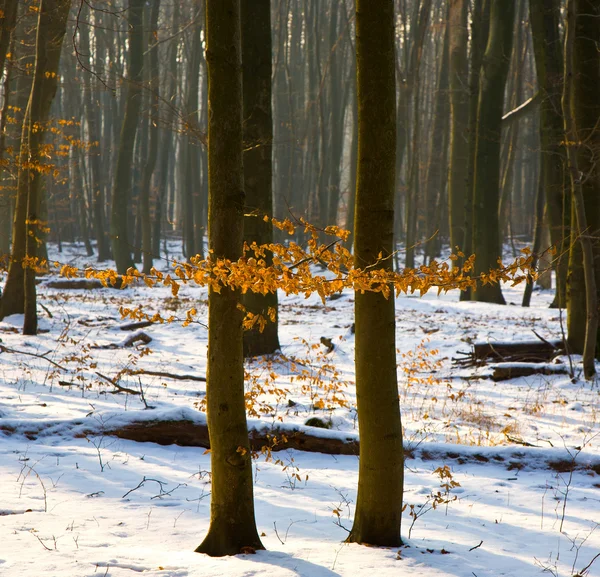 Kış, ağaçlar — Stok fotoğraf
