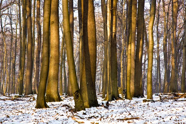 Drzew zimą — Zdjęcie stockowe
