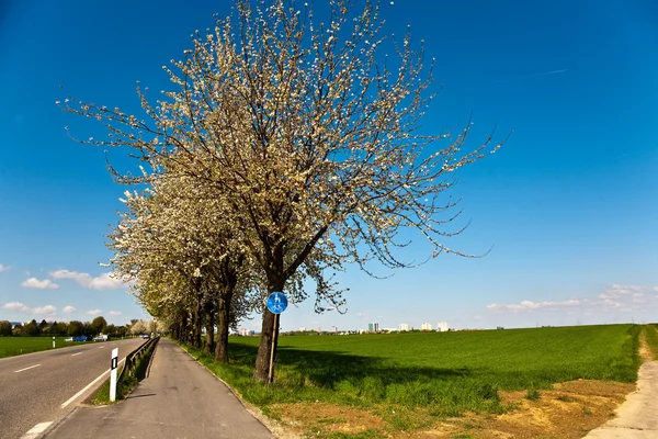 Ciclovia sob árvore florescendo na primavera — Fotografia de Stock