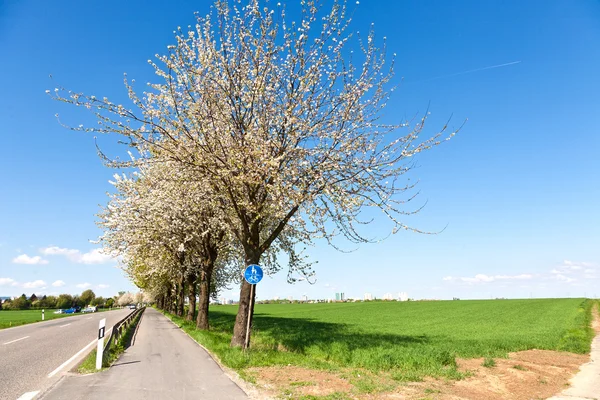 Bicycle lane under blooming tree in spring — Stock Photo, Image