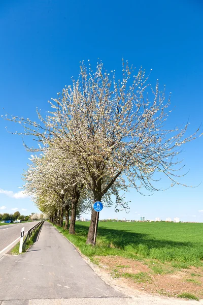 Bicycle lane under blooming tree in spring — Stock Photo, Image
