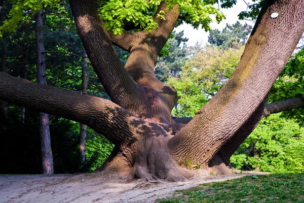 Stem of oak trees in fascinating light in a park in Vienna — Stock Photo, Image