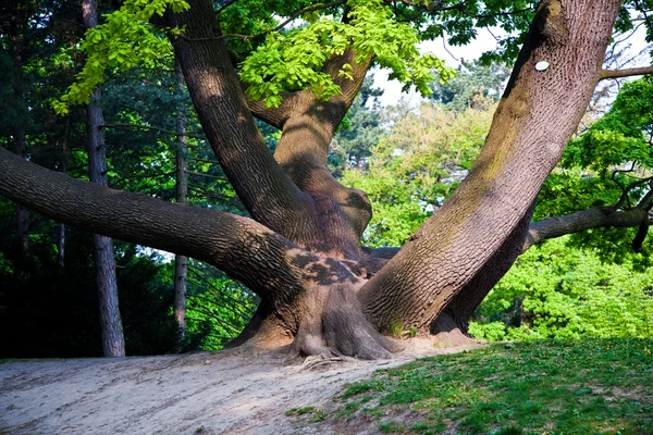 Viyana'da bir parkta ışık büyüleyici içinde meşe ağaçlarının kök — Stok fotoğraf