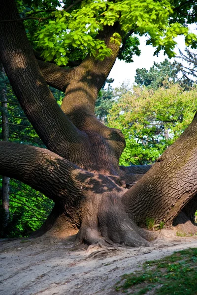 매혹적인 빛 공원 비엔나에 있는 오크 나무의 줄기 — 스톡 사진