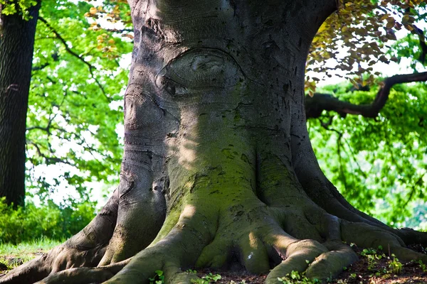 Tige de chênes en lumière fascinante dans un parc de Vienne — Photo