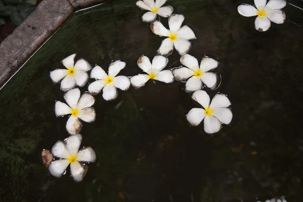 Plumeria flor (Frangipani) está nadando na água — Fotografia de Stock