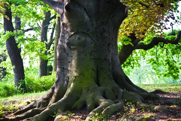 Tige de chênes en lumière fascinante dans un parc de Vienne — Photo