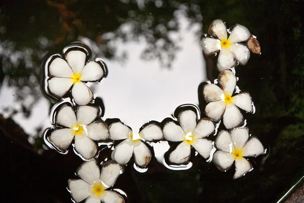 Plumeria kwitnąć (Frangipani) jest pływanie w wodzie — Zdjęcie stockowe