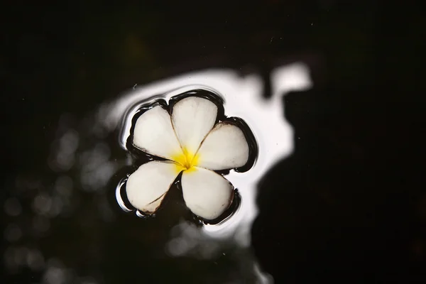 Pflaumenblüte (frangipani) schwimmt im Wasser — Stockfoto
