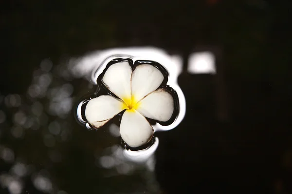 Plumeria květ (keře) je plavání ve vodě — Stock fotografie