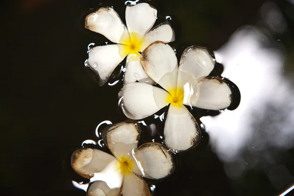 Plumeria blossom (Frangipani) is swimming in the water — Stock Photo, Image