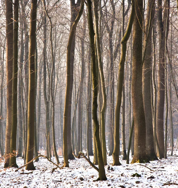 Bomen in de winter Rechtenvrije Stockfoto's