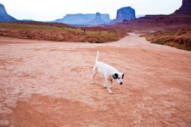 arizona Monument valley, yalnız köpek kumlu yolda yürür.