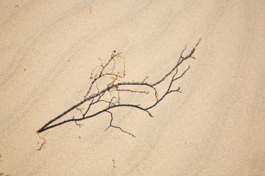 Weed at Mesquite Dunes in Stovepipe Wells Death Valley California clipart