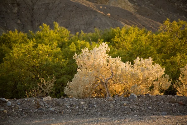 Árboles coloridos en la luz de la tarde en Zabriskie Point en Death Valley — Foto de Stock