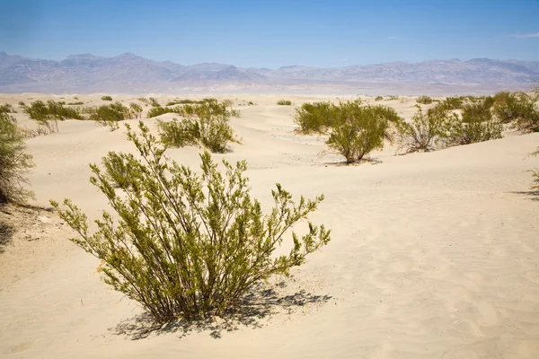 Gyom: mesquite dunes keménykalapos wells death valley Kaliforniában — Stock Fotó