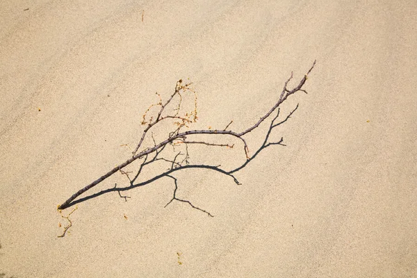 Onkruid op mesquite duinen in kachelpijp wells death valley Californië — Stockfoto