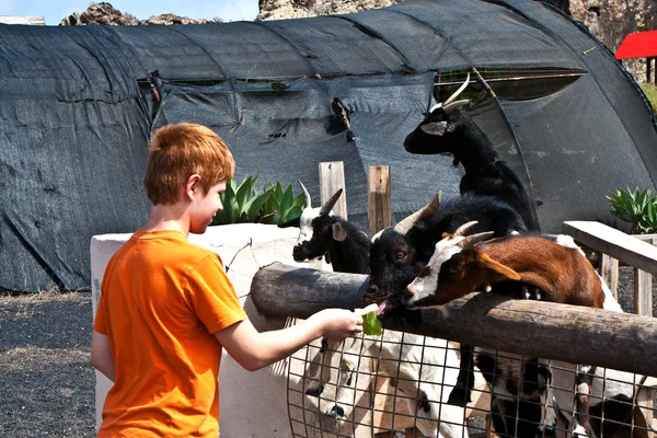 Niño alimentando a una cabra — Foto de Stock