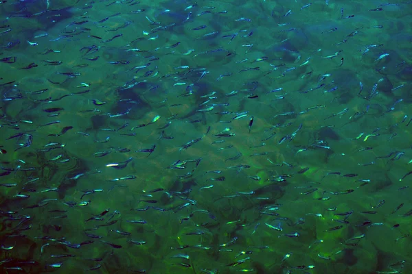 Small fishes in a shoal in the sea of Thailand — Stock Photo, Image