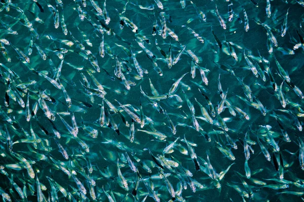 Small fishes in a shoal in the sea of Thailand — Stock Photo, Image