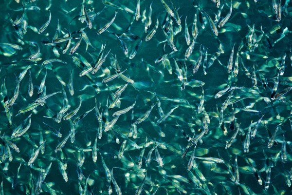 Małe ryby w ławicy w morzu Tajlandii — Zdjęcie stockowe