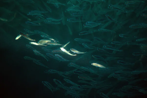 Мелкие рыбки в стае в море Таиланда — стоковое фото
