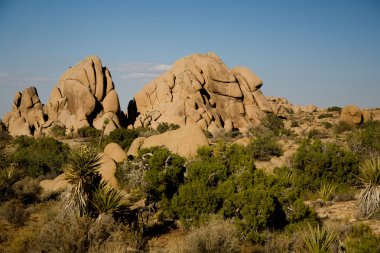 joshua tree national Park Manzaralı jumbo kaya